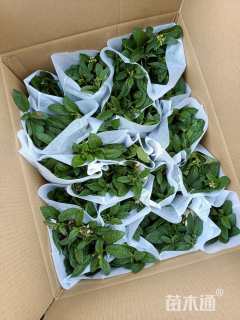 高度30厘米人参果