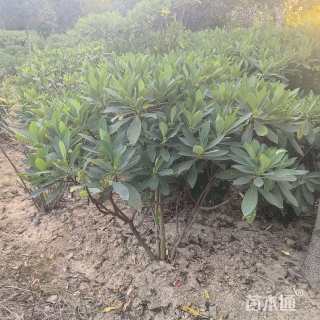 高度110厘米结香球