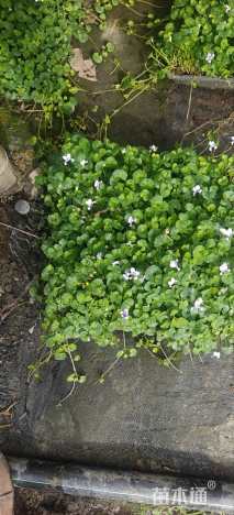 高度36厘米肾叶堇