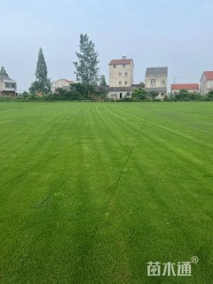 草卷状百慕大草