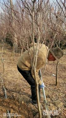 4公分日本红枫