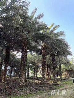 裸干高800厘米中东海枣