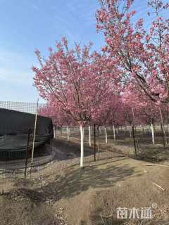 8公分阳光樱