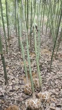 高度300厘米香樟小苗