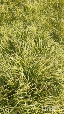 高度30厘米金叶石菖蒲