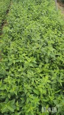 高度30厘米醉鱼草