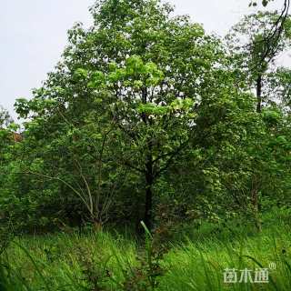 20公分香樟