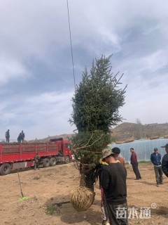 高度200厘米云杉