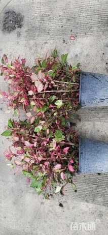 高度35厘米彩叶扶桑