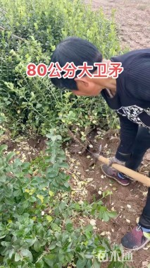 高度60厘米胶东卫矛