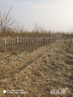 9公分矮杆金枝槐