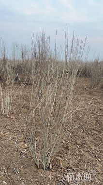 高度160厘米丛生木槿