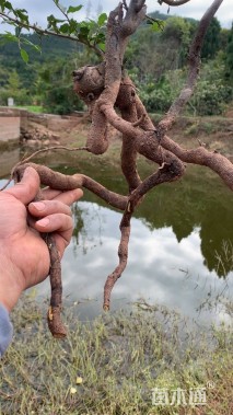 高度55厘米金弹子