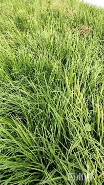 高度20厘米石菖蒲