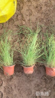 高度40厘米糖蜜草