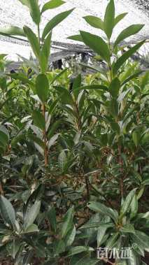 高度150厘米法国冬青