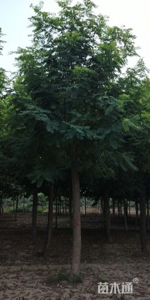 9公分嫁接香花槐