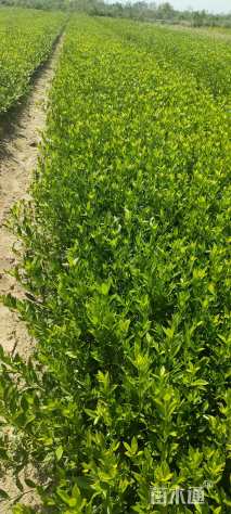 高度40厘米栀子花