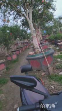 高度300厘米石榴