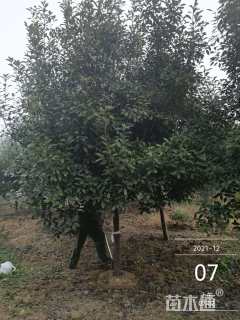 12公分石楠