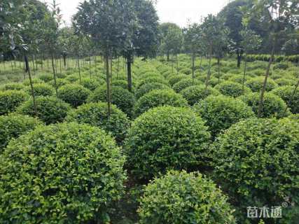 冠幅80厘米小叶女贞球