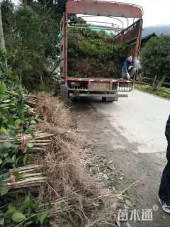 0.5公分大叶女贞