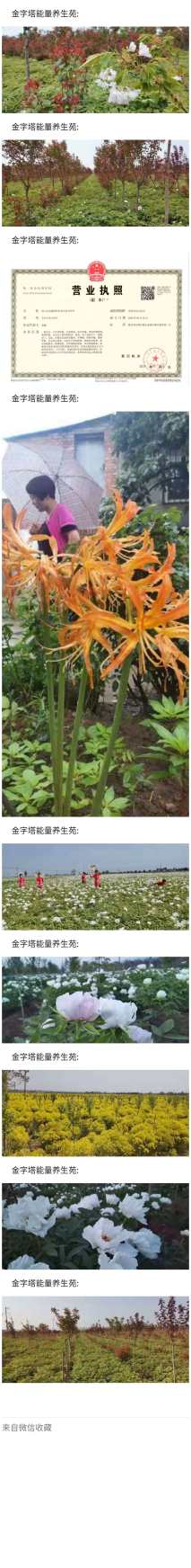 高度2500厘米牡丹