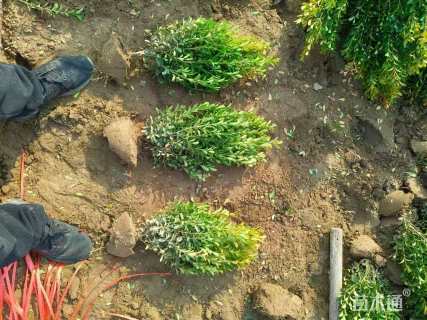 高度50厘米小叶黄杨