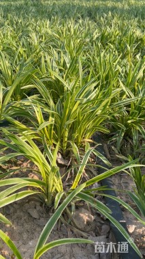 高度20厘米金边麦冬