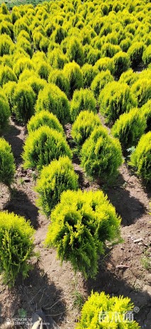 高度40厘米洒金柏