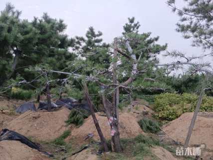 20公分造型黑松