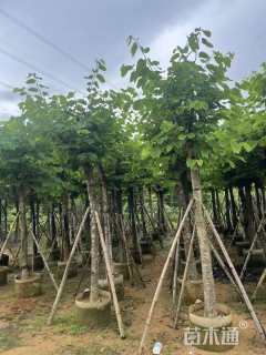 13公分红花羊蹄甲