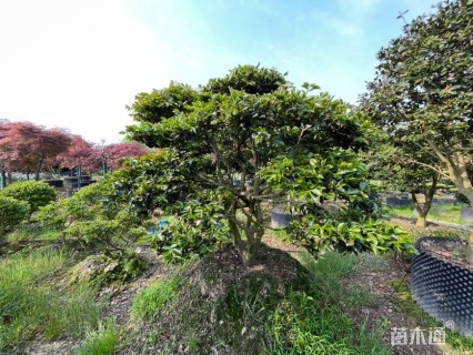 高度230厘米茶梅