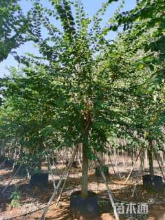 高度350厘米紫荆