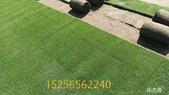 草卷状百慕大草