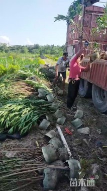 高度60厘米红花夹竹桃