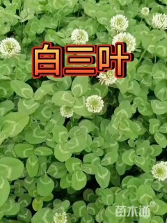 白三叶种子