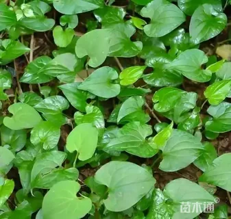 高度15厘米鱼腥草