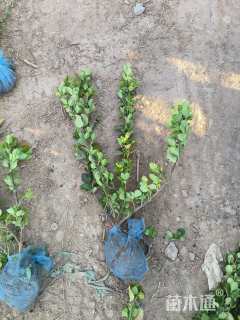 高度50厘米胶东卫矛