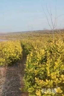 冠幅200厘米金森女贞球