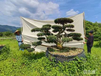 17公分罗汉松