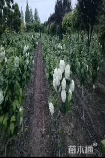 高度180厘米木绣球