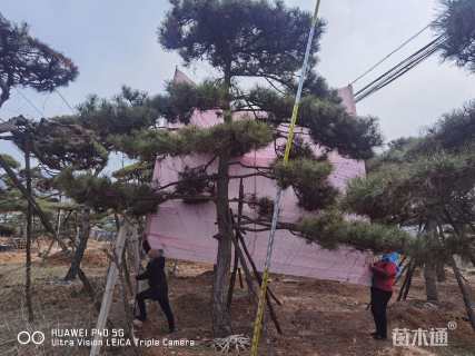 20公分造型油松