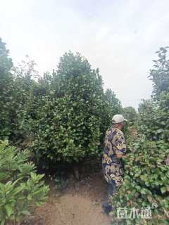 高度180厘米茶花