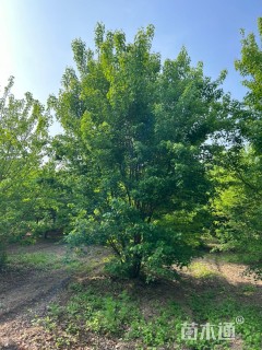 高度350厘米丛生茶条槭