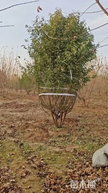 高度400厘米丛生山桃