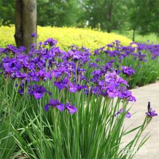 高度60厘米鸢尾