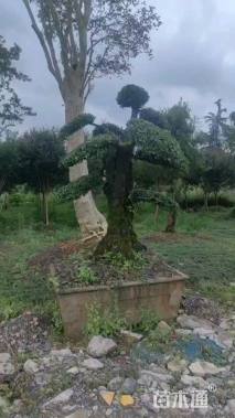 高度380厘米金弹子