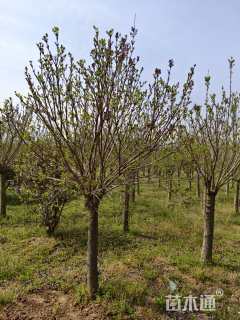 高度180厘米丁香