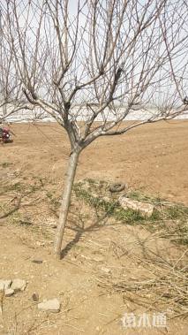 12公分红叶碧桃